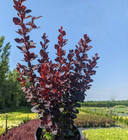 Барбарис Тунберга Хот Чоклет (Hot Chocolate) - 2