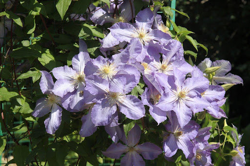 Клематис Серенада - 2