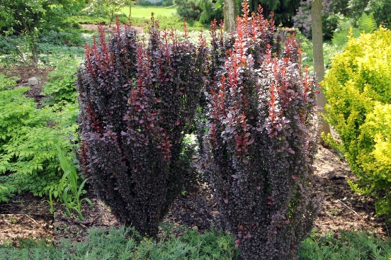 Барбарис Тунберга Ред Пиллар (Red Pillar) - 6