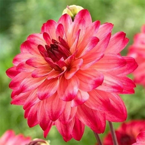 Жоржина Катерина (Ekaterina) кореневище - 1