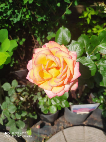 Троянда Ред голд (RedGold) ЧГ - 7