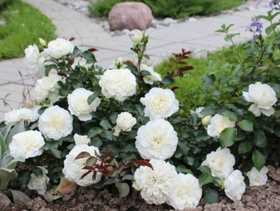 Троянда Свані (Swany) Грунтопокр - 6