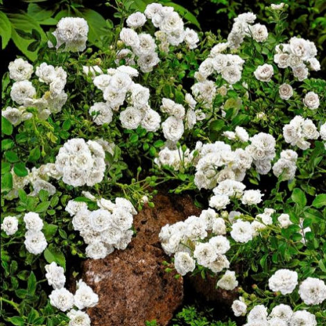 Троянда Свані (Swany) Грунтопокр - 2