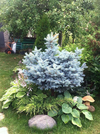 Ялина колюча Глаука Глобоза (Glauca Globosa) ШТАМБ Ра-С5 - 2