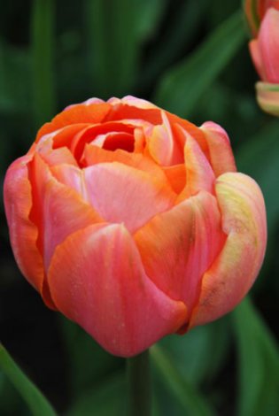 Тюльпан Menton Exotic 3 шт в упаковці - 3