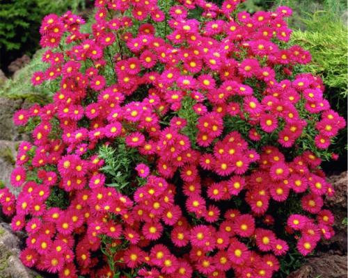 Айстра новобельгійська Крімсон Брокад (Crimson Brocade ) - 2