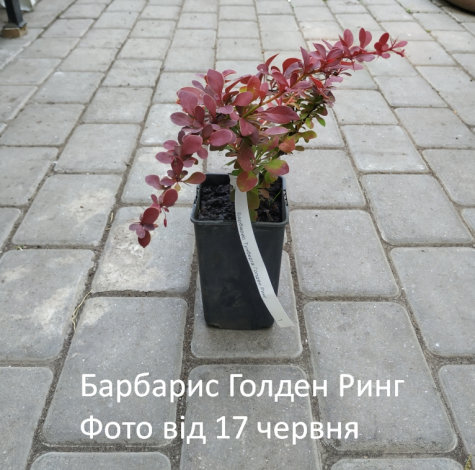 Барбарис Тунберга Голден Рінг (Golden Ring) - 2