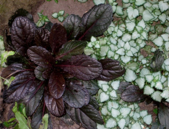 Живучка (аюга) темно-червона - 1