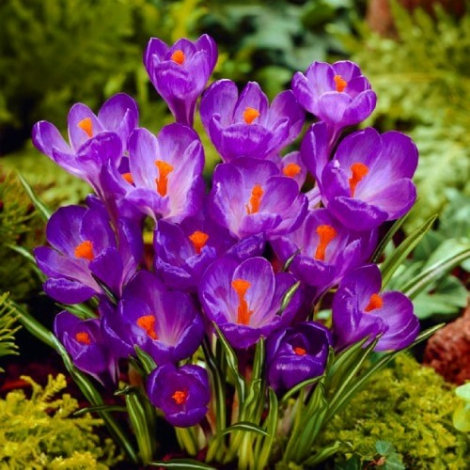 Крокус Фловер рекорд (Flower Record) 3шт/уп - 1