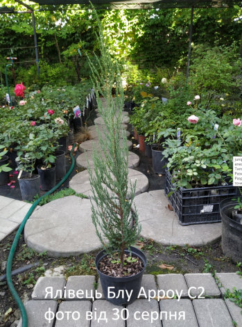 Ялівець скельний Блю Ерроу (Blue Arrow) C2 - 2