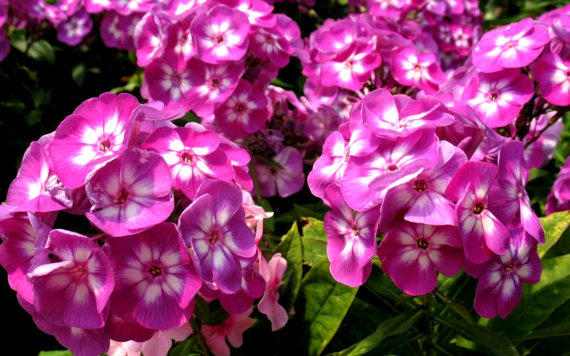 Флокс Лаура (Laura) кореневище - 1