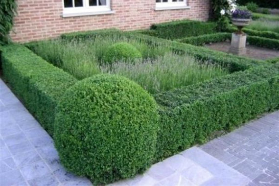 Самшит (Буксус) - 4