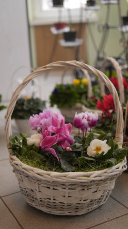 Цикламен - 6