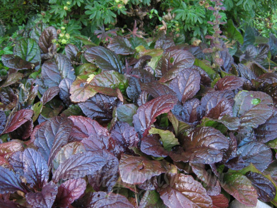 Живучка (аюга) темно-червона - 2