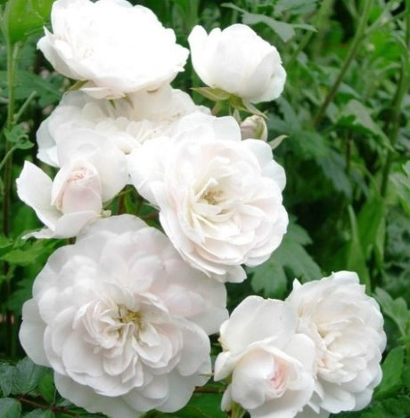 Троянда Свані (Swany) Грунтопокр - 3