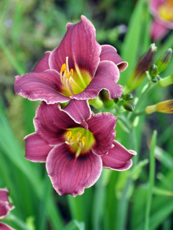 Лілейник Літл Міссі (Little Missy) - 2