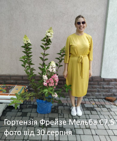 Гортензія волотиста Фрайз Мелба (Fraise Melba) C3 - 2