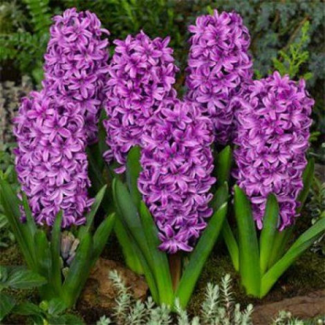 Гіацинт Міс Сайгон (Miss Saigon) Відправка з 20.09 - 1