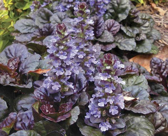 Живучка (аюга) темно-червона - 5