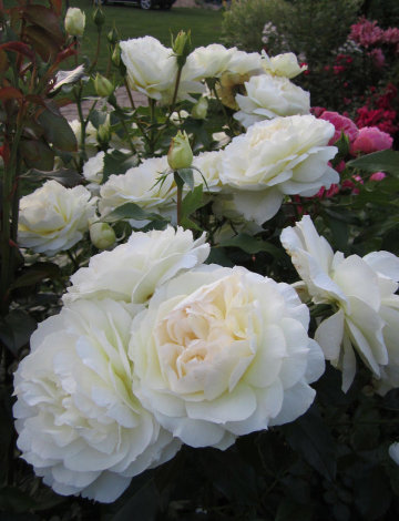 Троянда Чайковський (Tchaikovski) Шраб - 9