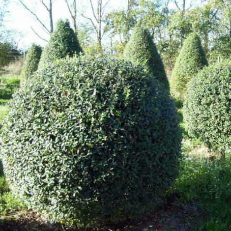 Бирючина - 6