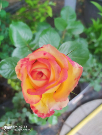 Троянда Ред голд (RedGold) ЧГ - 6