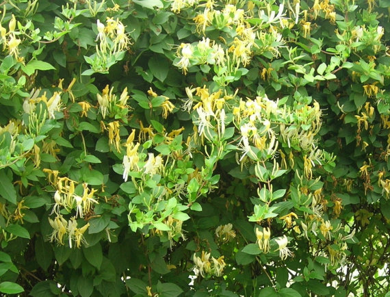 Жимолость декоративна Каприфоль жовта - 4