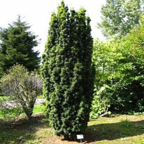 Тис ягідний Фастігіата Робуста (Fastigiata Robusta) - 3