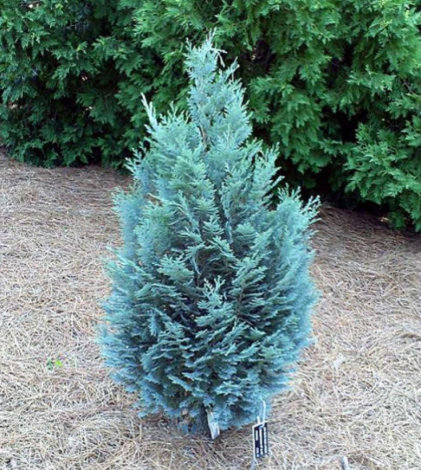 Кипарисовик Блум (Blom) - 1