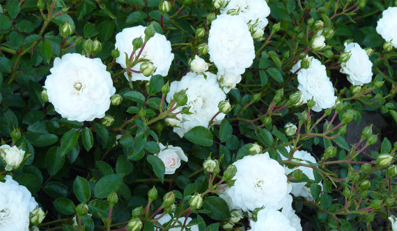 Троянда Свані (Swany) Грунтопокр - 5