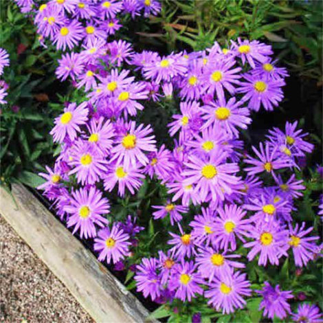 Айстра Ерлі блю (Early Blue) - 3