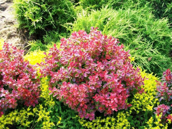 Барбарис Тунберга Корал (Coral) - 2