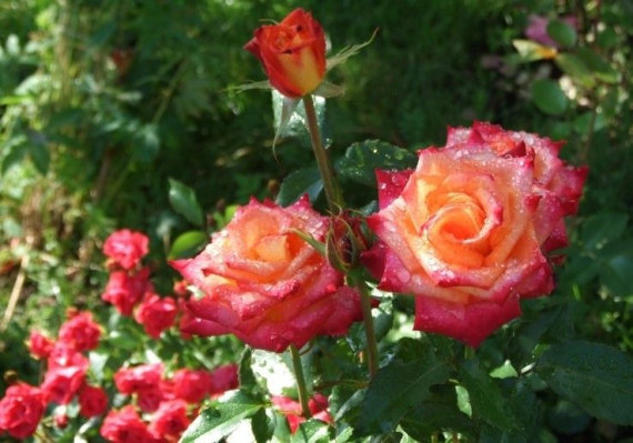 Троянда Ред голд (RedGold) ЧГ - 5