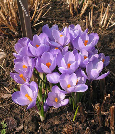 Крокус Grand Maitre 3 шт/уп - 1