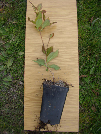 Жимолость декоративна Брауна - 2