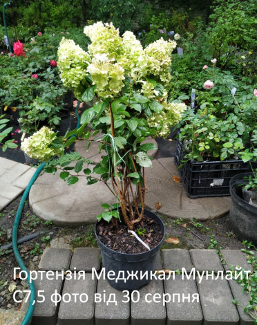 Гортензія волотиста Меджикал Мунлайт (Magical Moonlight) C7,5 - 2