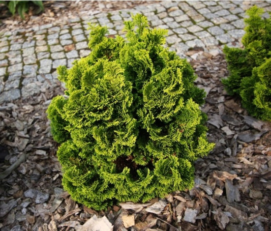 Кипарисовик тупий Аврора (Aurora) - 1