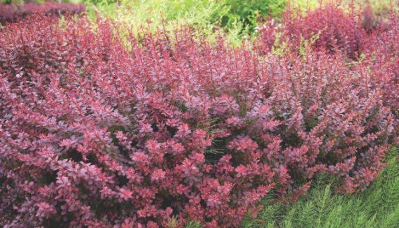 Барбарис Тунберга Інспирейшн (Inspiration) C3 - 3