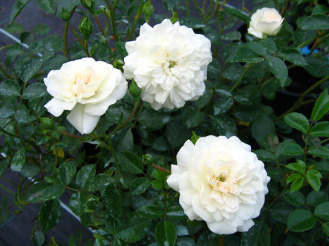 Троянда Свані (Swany) Грунтопокр - 4