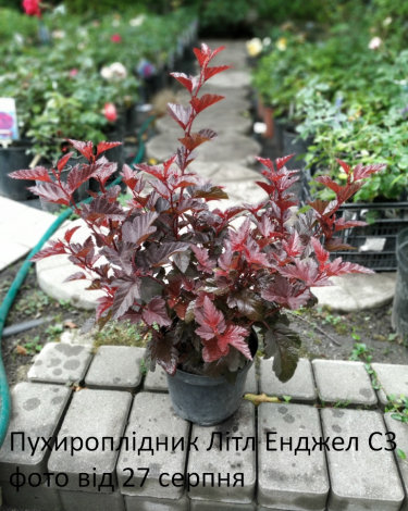 Пухироплідник Літтл Енджел (Little Angel) C3 - 2
