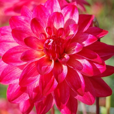 Жоржина Катерина (Ekaterina) кореневище - 2