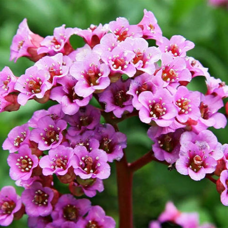 Бадан/Бергенія Ротблюм (Rotblum) - 3