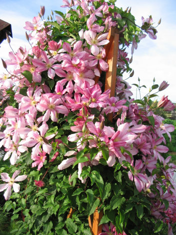 Клематис Надєжда (Nadezhda) - 2