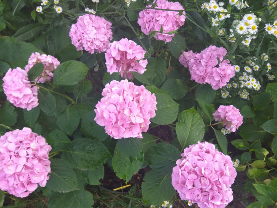 Гортензія крупнолиста Ерлі Пінк (Early Pink) - 5