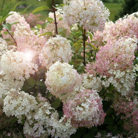 Гортензія волотиста Бобо (Bobo) - 2