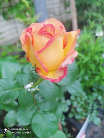 Троянда Ред голд (RedGold) ЧГ - 3