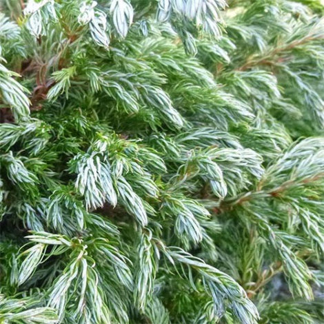 Кипарисовик горіхоплідний Булевард (Boulevard) - 5