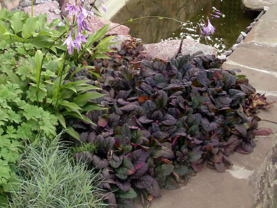 Живучка (аюга) темно-червона - 3