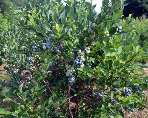 Лохина Блу Голд (Bluegold) - 2