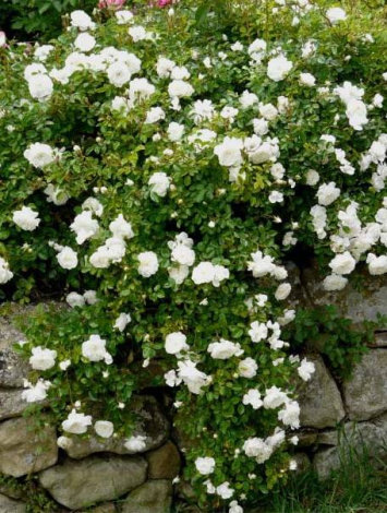 Троянда Свані (Swany) Грунтопокр - 1